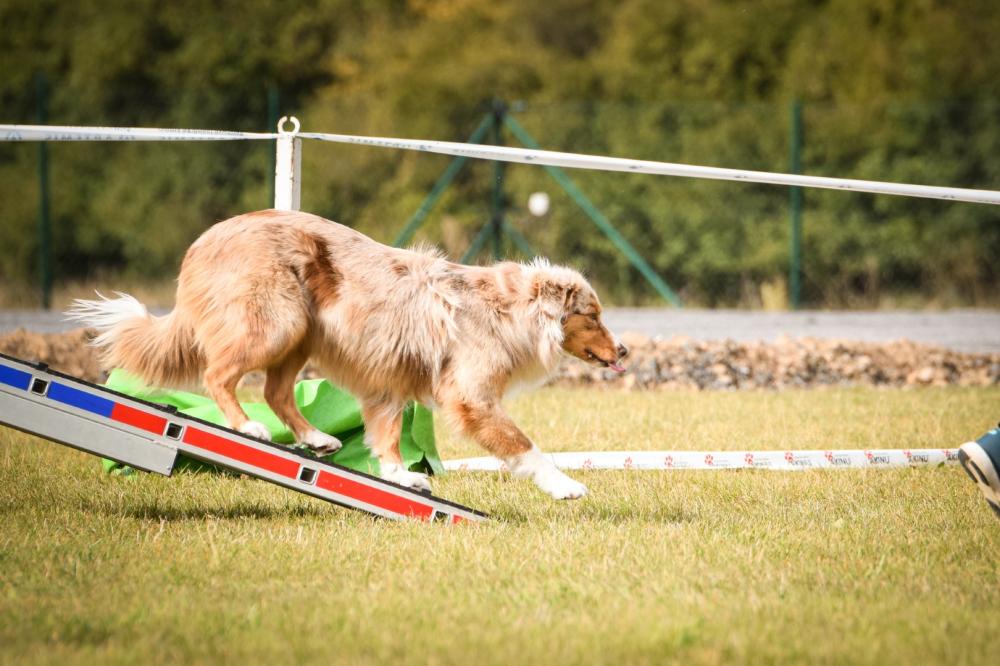 Éducation canine à Le Pian-Médoc