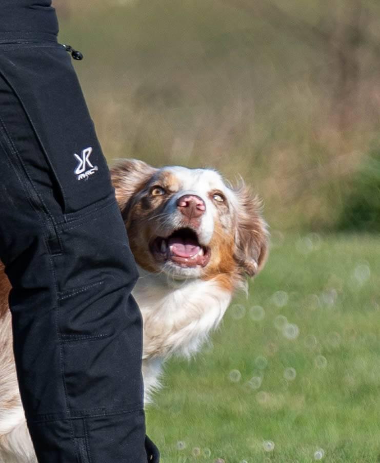 Obéissance chien à Le Pian-Médoc