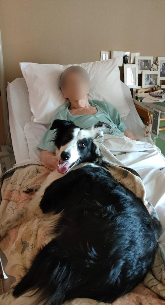 chiens visiteurs hopital